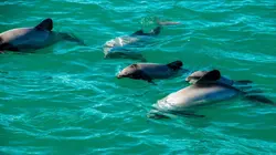 Dans les eaux bleues de Nouvelle-Zélande