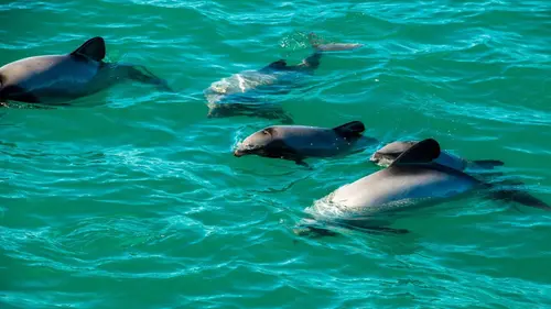 Dans les eaux bleues de Nouvelle-Zélande