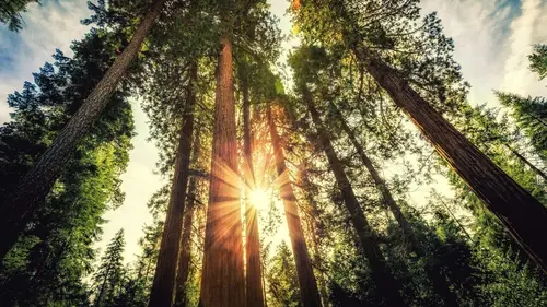 Dans les forêts montagneuses de Californie