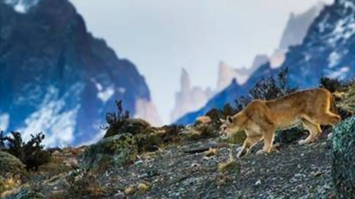 Dans les montagnes sauvages des Andes