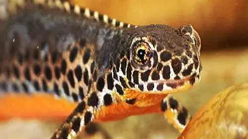 Dans les profondeurs des lacs alpins