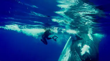 Danse avec les baleines