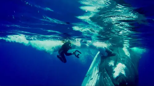 Danse avec les baleines