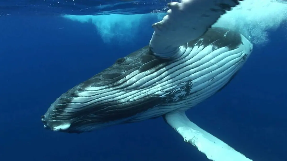 Danse avec les poissons