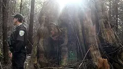 Visuel de Dark Woods Justice