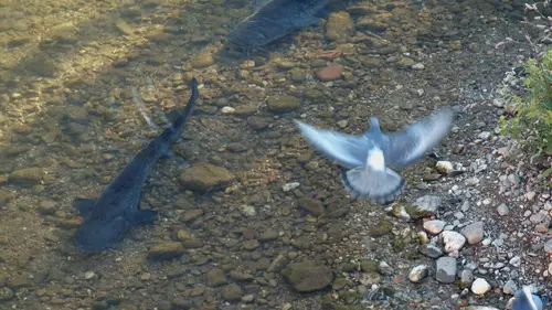 Darwin à la ville : l'évolution en milieu urbain