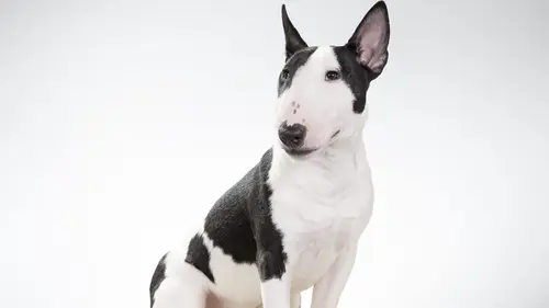 Dating with Dogs : l'amour, mon chien et moi Eric & Mathilde