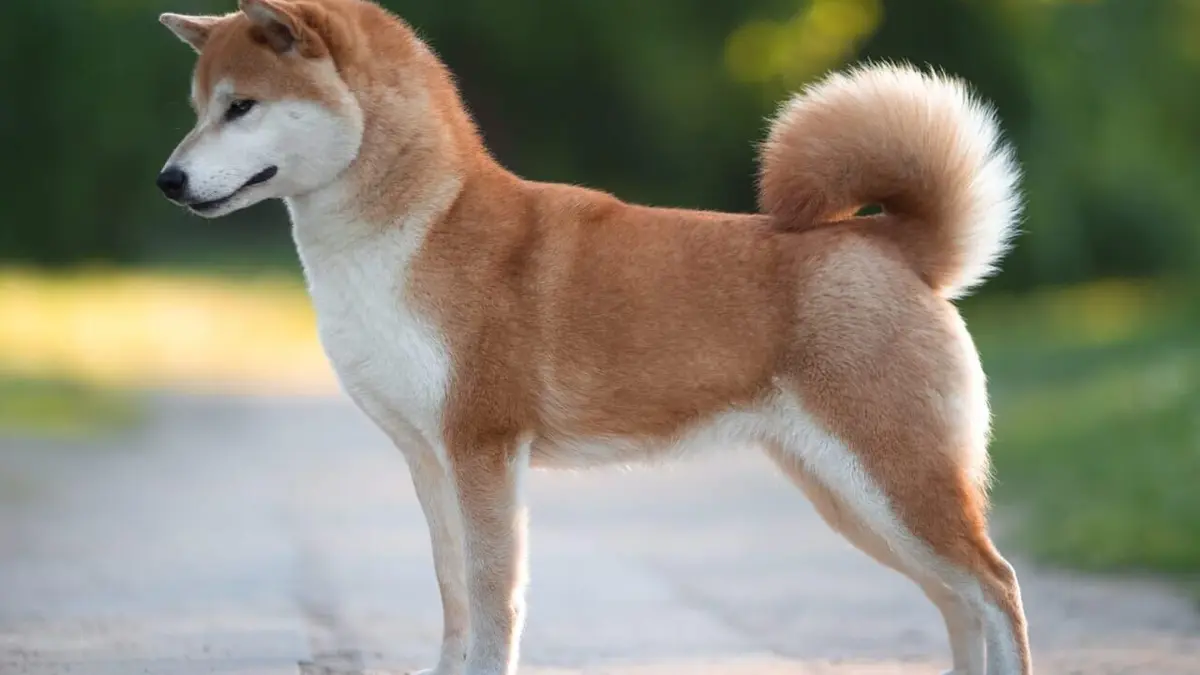 Dating with Dogs : l'amour, mon chien et moi Maxence & Emelyne