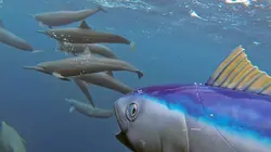 Dauphins le grand jeu ! S01E01 Initiation et apprentissage