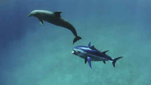 Dauphins le grand jeu ! S01E01 Initiation et apprentissage