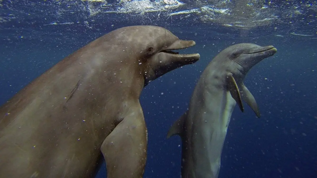 Audiences TV : Dauphins, le grand jeu