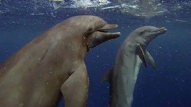 Survivre dans le grand bleu