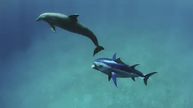 Dauphins le grand jeu ! S01E01 Initiation et apprentissage