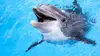 Dauphins : regards d'humains