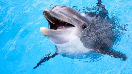 Dauphins : regards d'humains