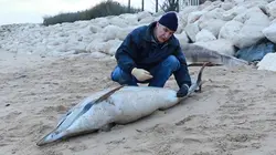 Dauphins sous haute surveillance