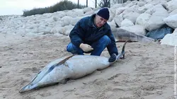 Dauphins sous haute surveillance