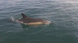 Dauphins sous haute surveillance