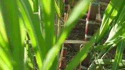 Visuel de De canne, de sucre et de rhum