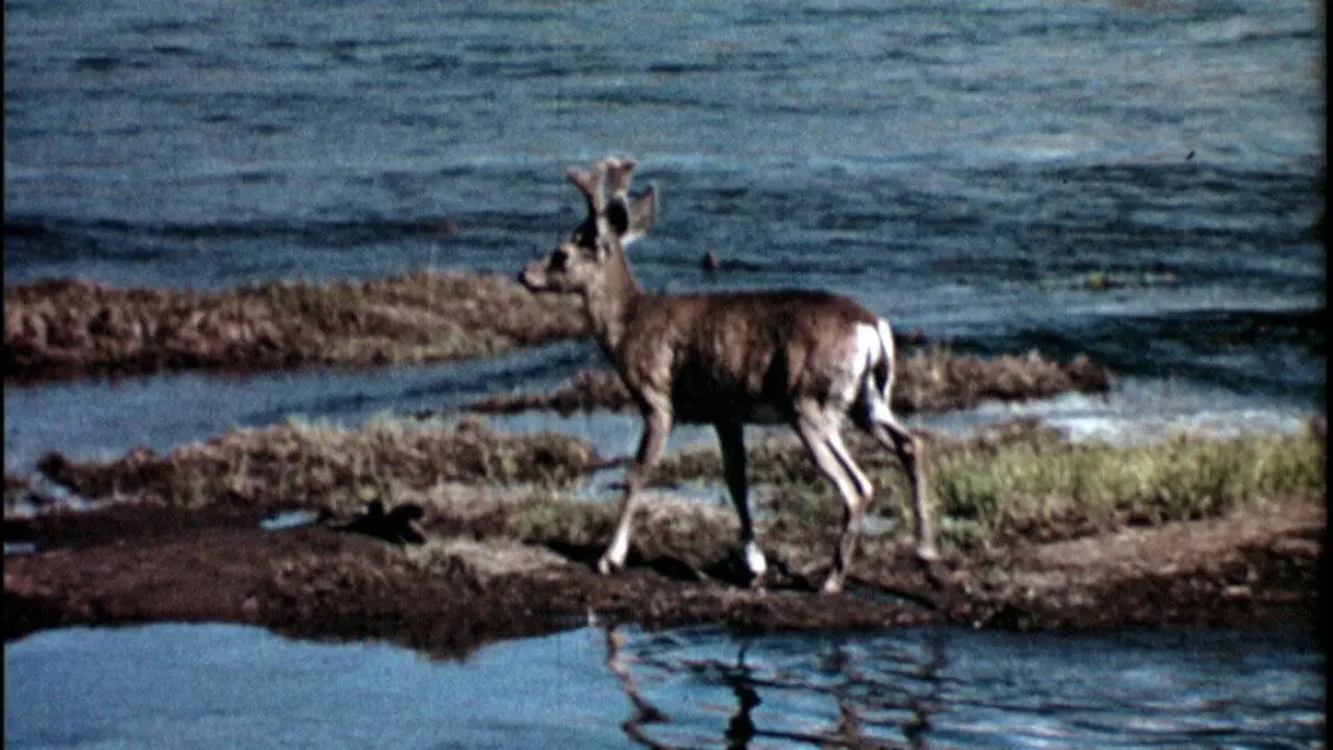 De Gaulle, le monarque et le Parlement