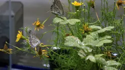 De Hiroshima à Fukushima, portrait du docteur Hida