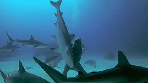 De l'art d'être requin