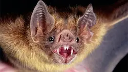 De l'ombre à la lumière Les derniers vampires
