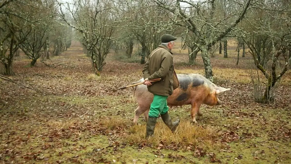 De la truffe pour tous