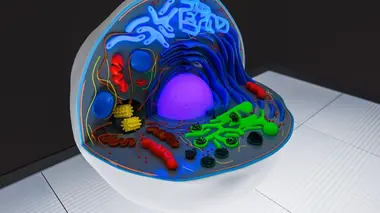 Hérédité : c'est dans nos gènes !