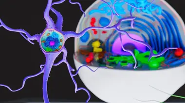 Virus et bactéries : petits mais costauds