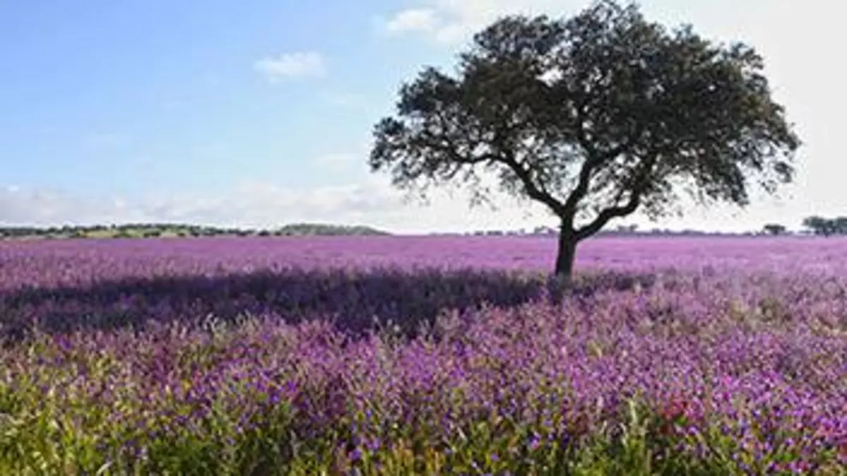 Dehesa : L'harmonie ibérique L'harmonie ibérique