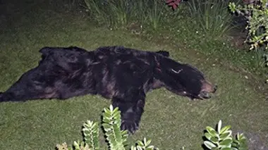 Tentative de réanimation sur un ours