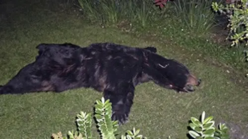 Délires d'urgences S01E03 Tentative de réanimation sur un ours