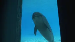 Delphinarium, game over ?