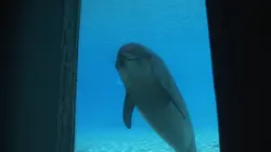 Delphinarium, game over ?