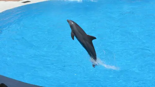 Delphinariums : game over ?