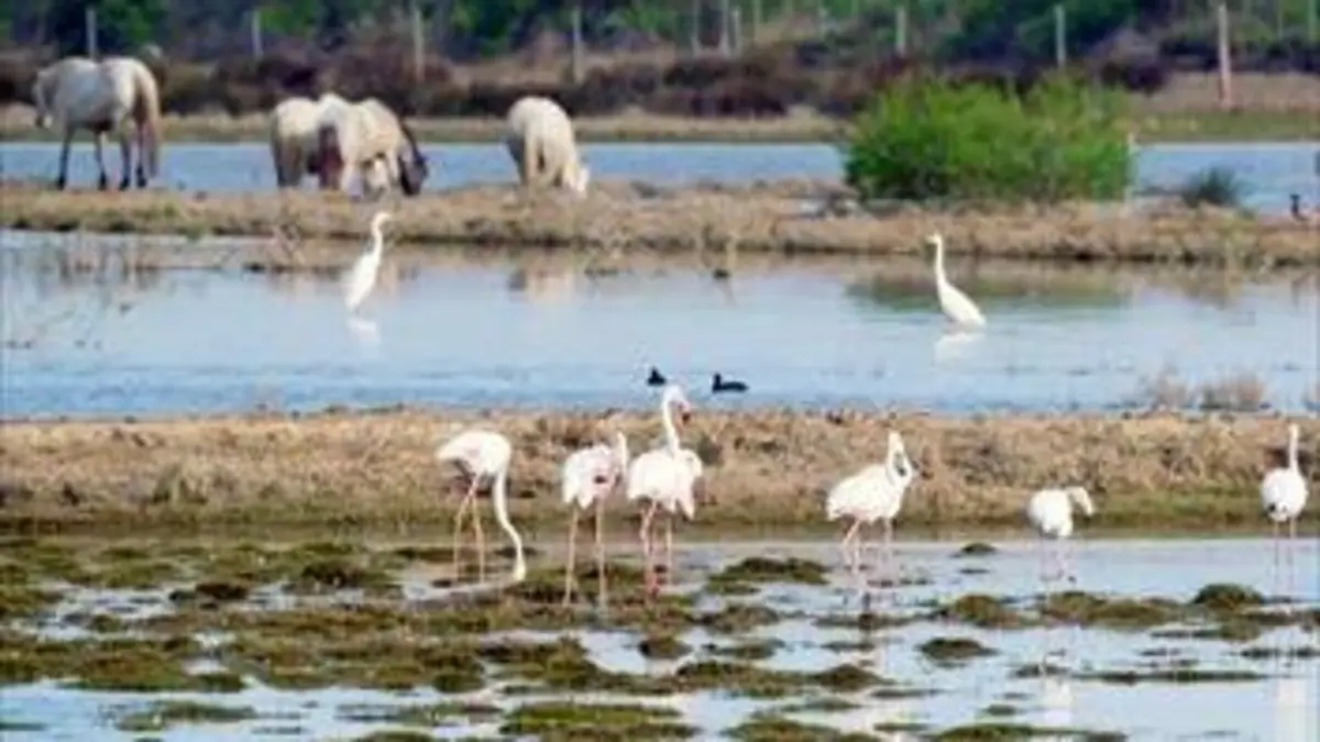 Deltas du monde S01E01 L'Ebre, le joyau vert