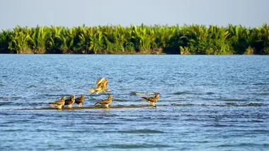 L'Irrawaddy : Le monde fascinant de la mangrove