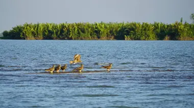 L'Irrawaddy : Le monde fascinant de la mangrove