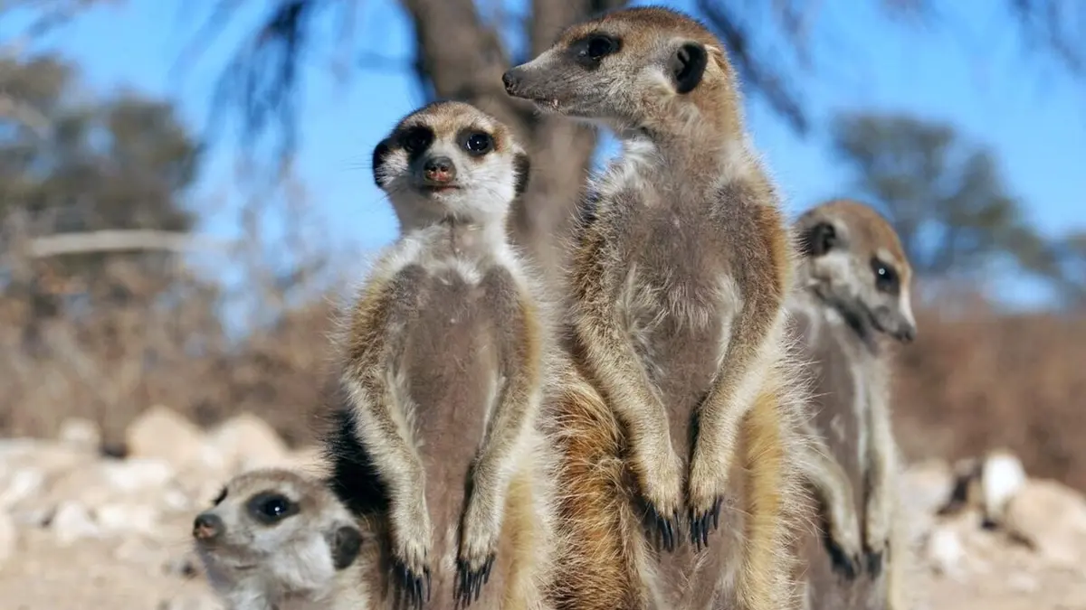 Démocraties animales Le chef consulte