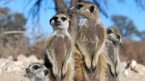 Démocraties animales Le chef consulte
