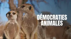Démocraties animales  Le chef consulte