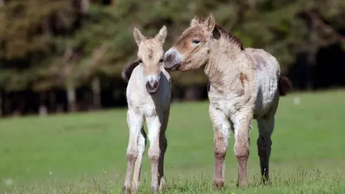 Démocraties animales