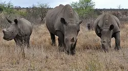 Départ immédiat Thoiry : la vie secrète des animaux