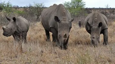 Thoiry : la vie secrète des animaux