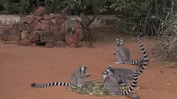 Dernière chance pour les lémuriens de Madagascar