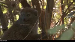 Dernière chance pour les lémuriens de Madagascar