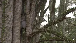 Dernière chance pour les lémuriens de Madagascar