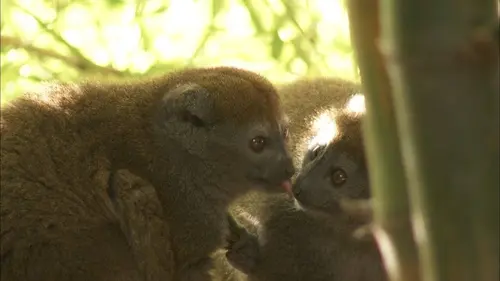 Dernière chance pour les lémuriens de Madagascar