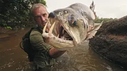 Derniers géants Tension sur la ligne